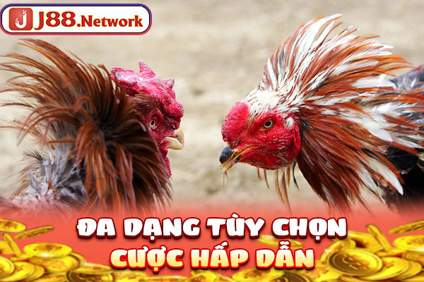 Đa dạng tùy chọn cược hấp dẫn